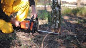 Professional Tree Services in Los Alamitos, CA