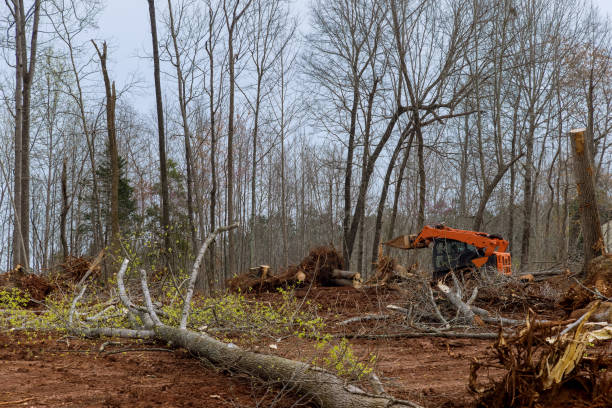 How Our Tree Care Process Works  in  Los Alamitos, CA